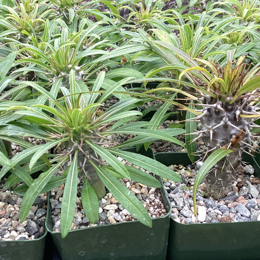 Pachypodium lamerei