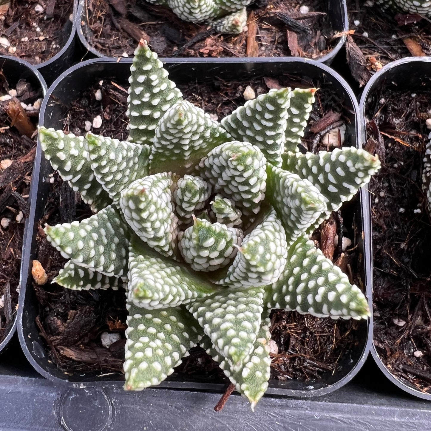 royal albert succulent Haworthia 'Royal Albert' – Succulent Gardens