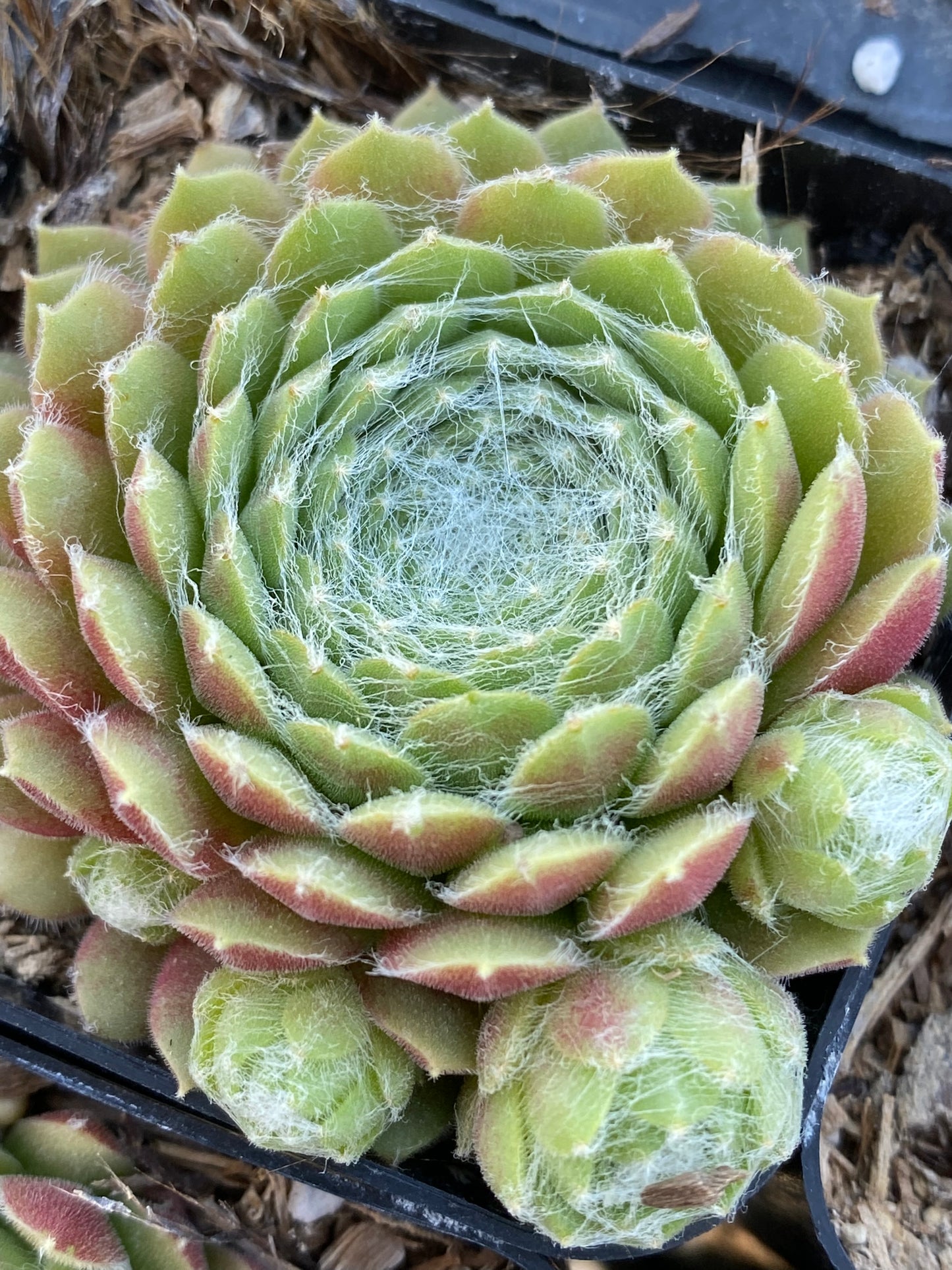 cebenese succulent Sempervivum 'Spring Beauty' – Succulent Gardens