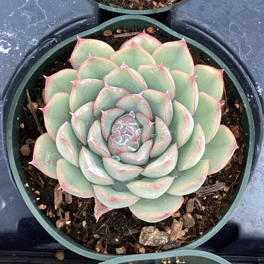 Echeveria 'Hercules'