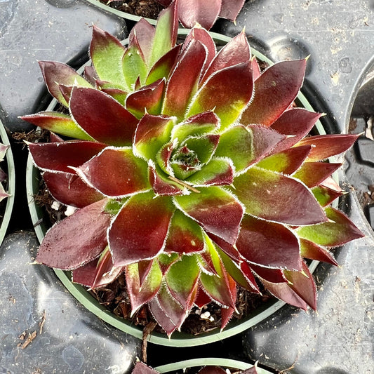 Jovibarba heuffelii 'Inferno'