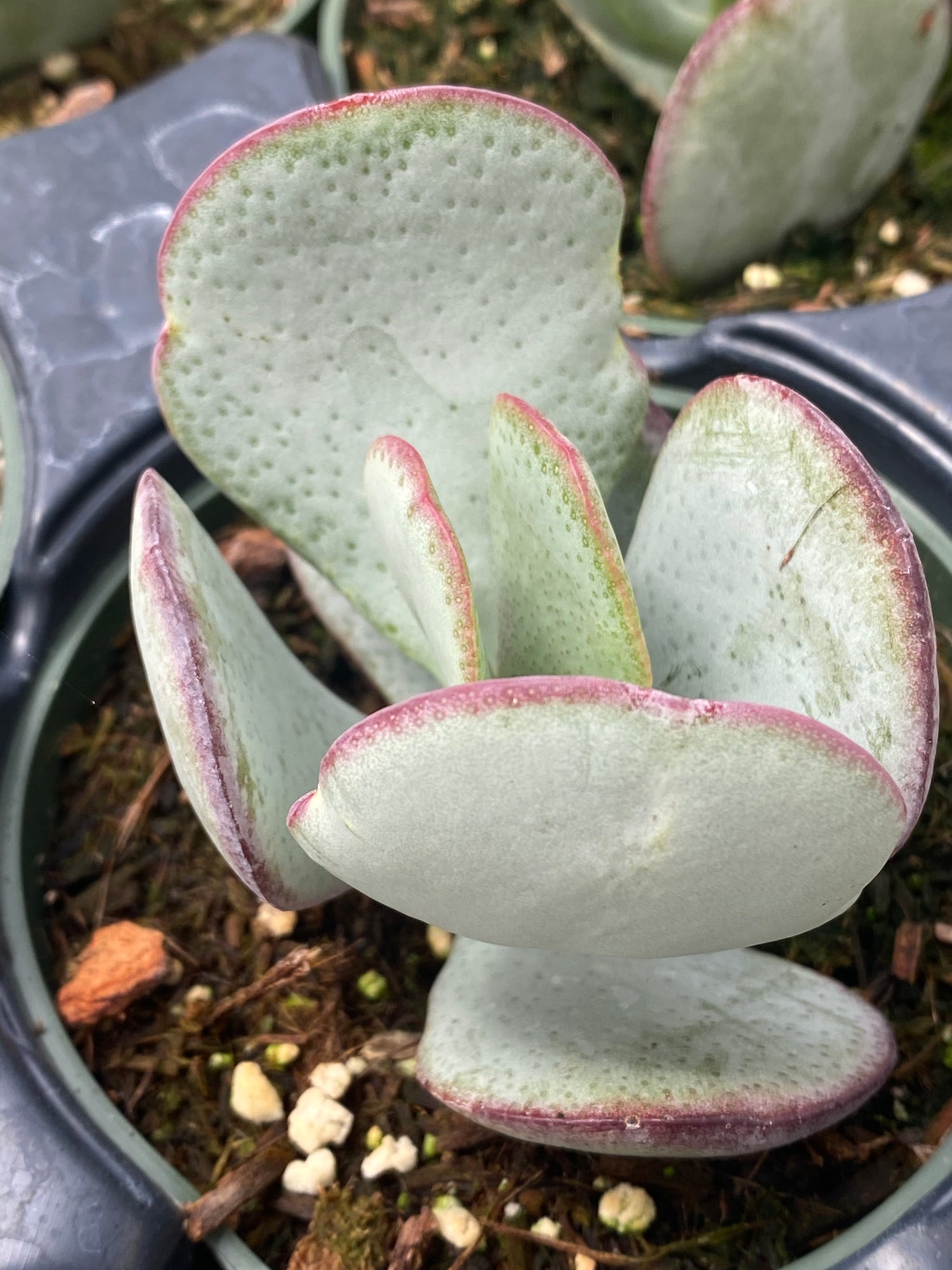 silver coin succulent Crassula arborescens – Succulent Gardens