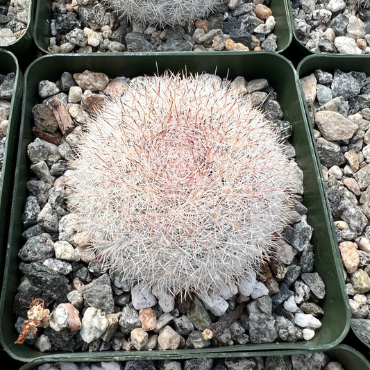 Mammillaria candida