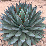 Agave 'Blue Glow'