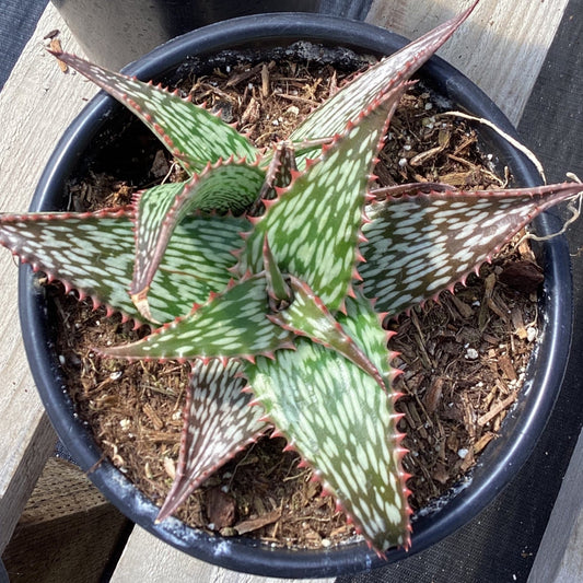 Aloe harlana