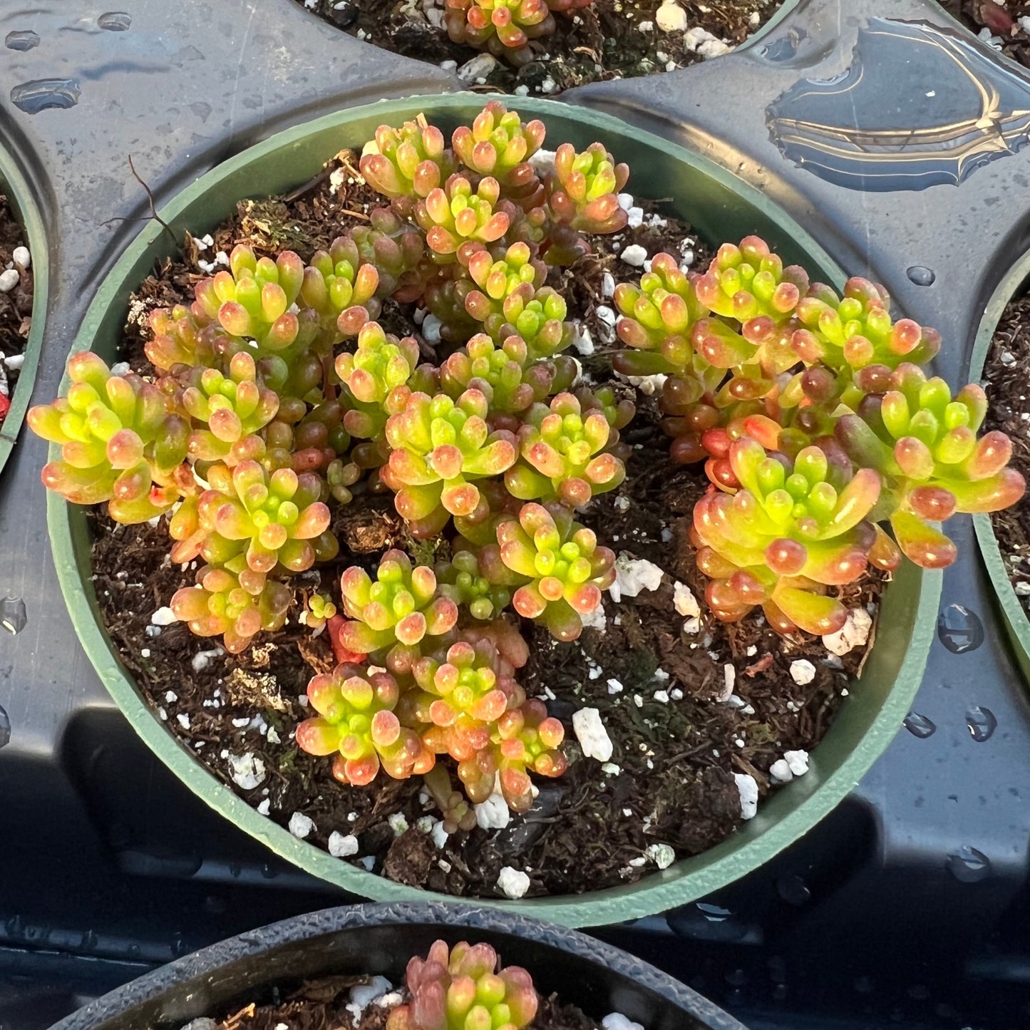 mini me succulent Sedum rubrotinctum 'Mini Me' – Succulent Gardens