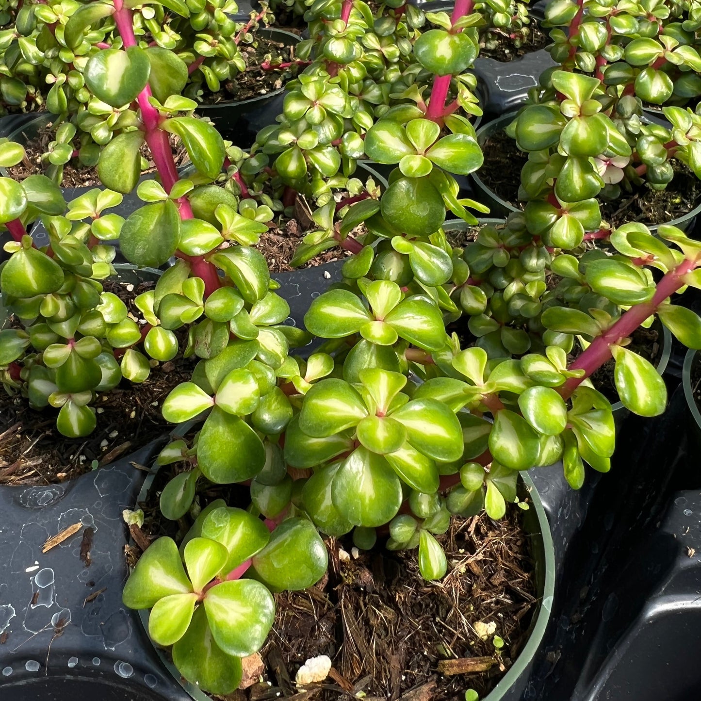 portulacaria afra variegata mediopicta Portulacaria afra 'Mediopicta' – Succulent Gardens