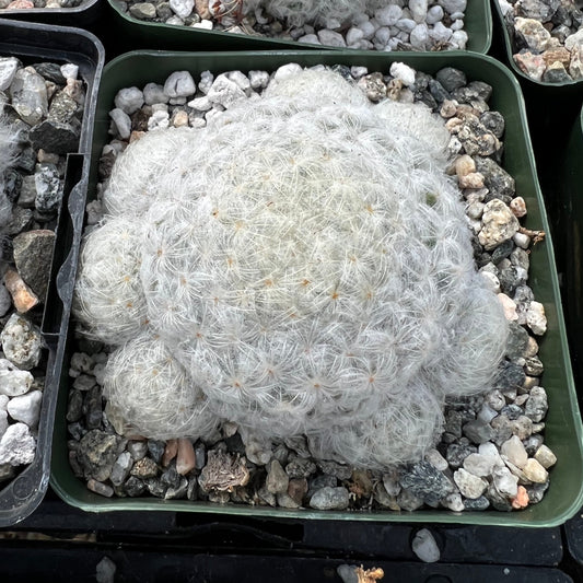 Mammillaria plumosa