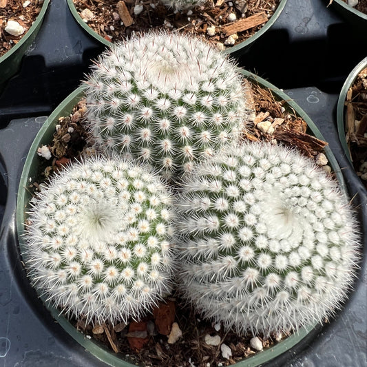 Parodia scopa