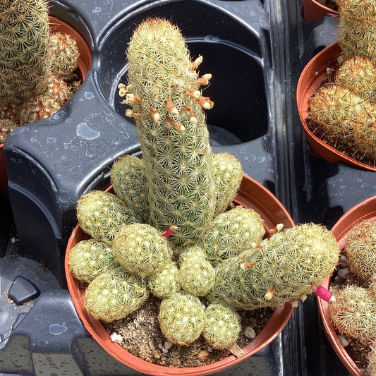 Mammillaria elongata 'Golden Nugget'