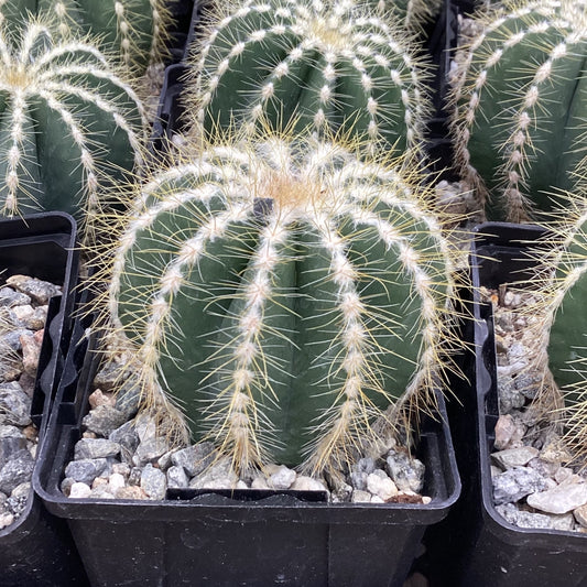 Parodia magnifica