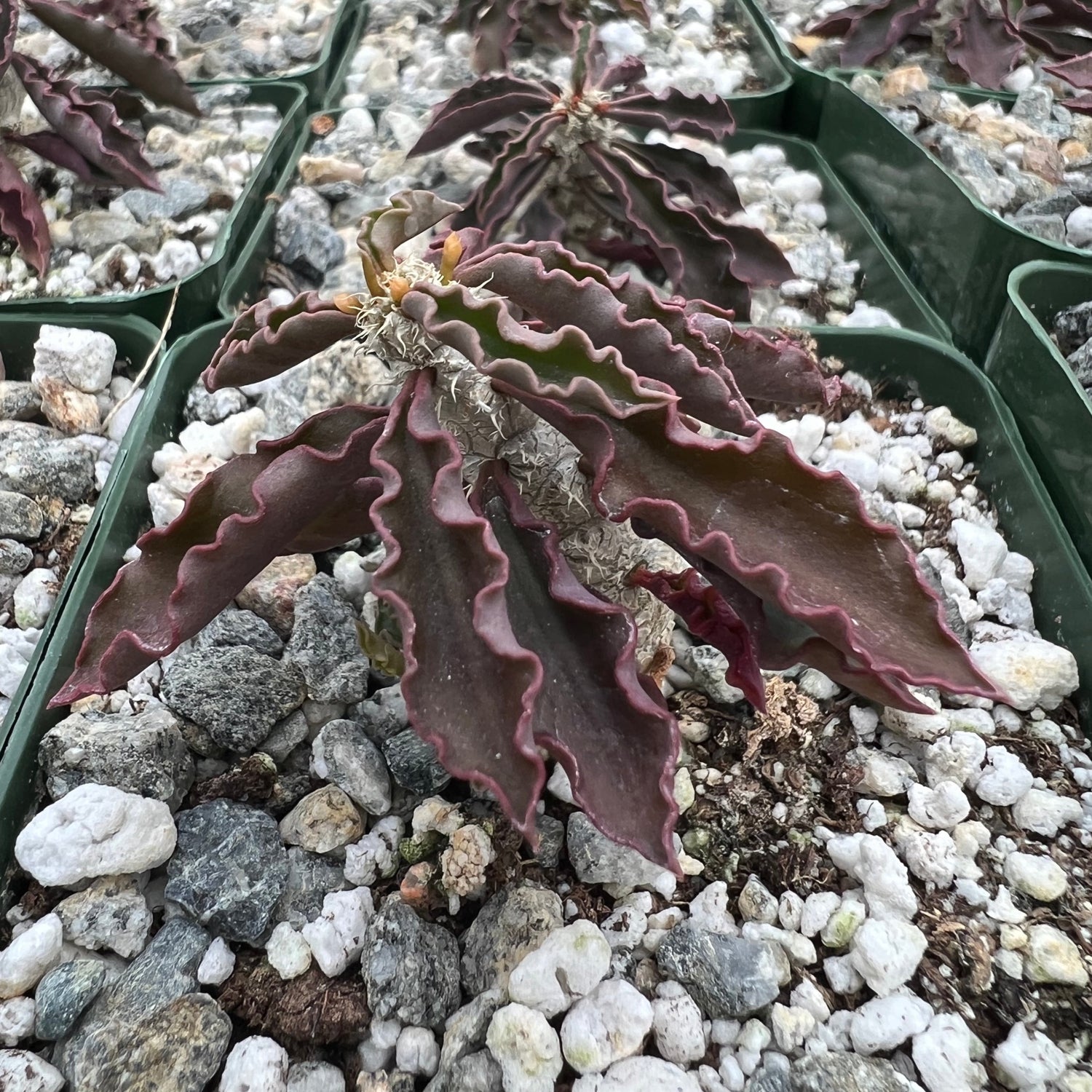 Euphorbia capsaintemariensis – Succulent Gardens