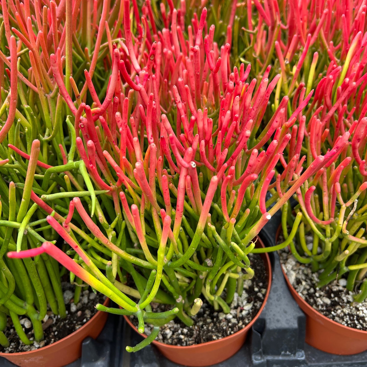 Euphorbia tirucallii 'Sticks on Fire'