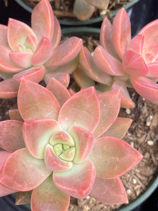 Graptosedum 'Vera Higgins'