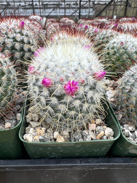 Mammillaria bombycina