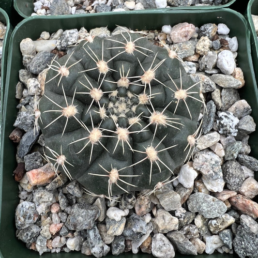 Gymnocalycium schatzlianum