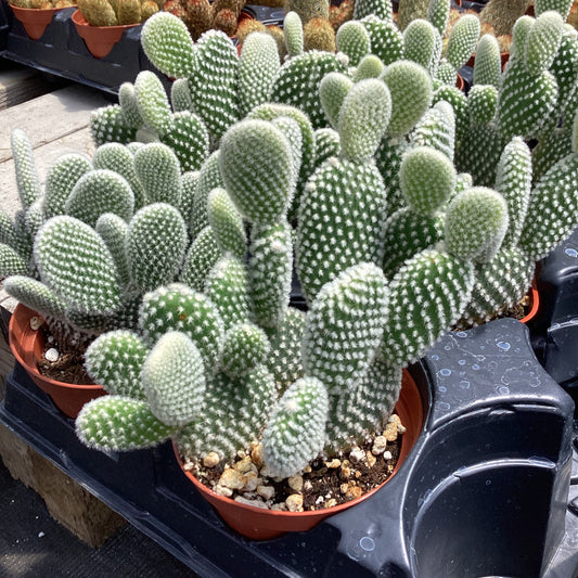 Opuntia microdasys var. albispina