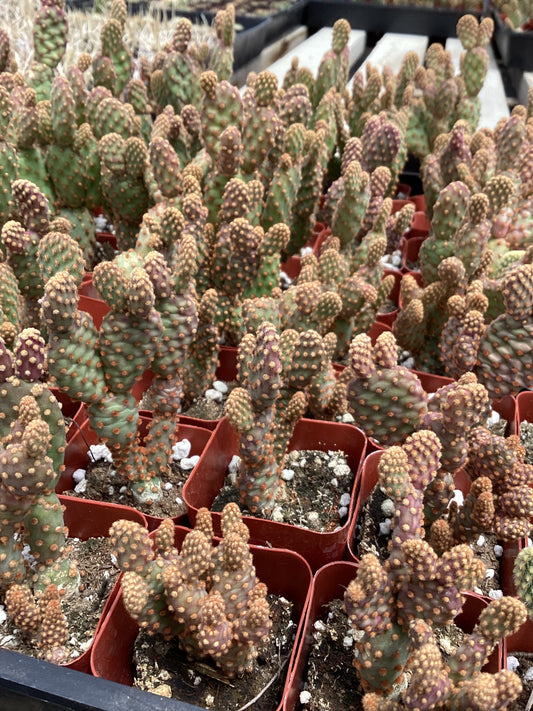 Opuntia rufida var. minima