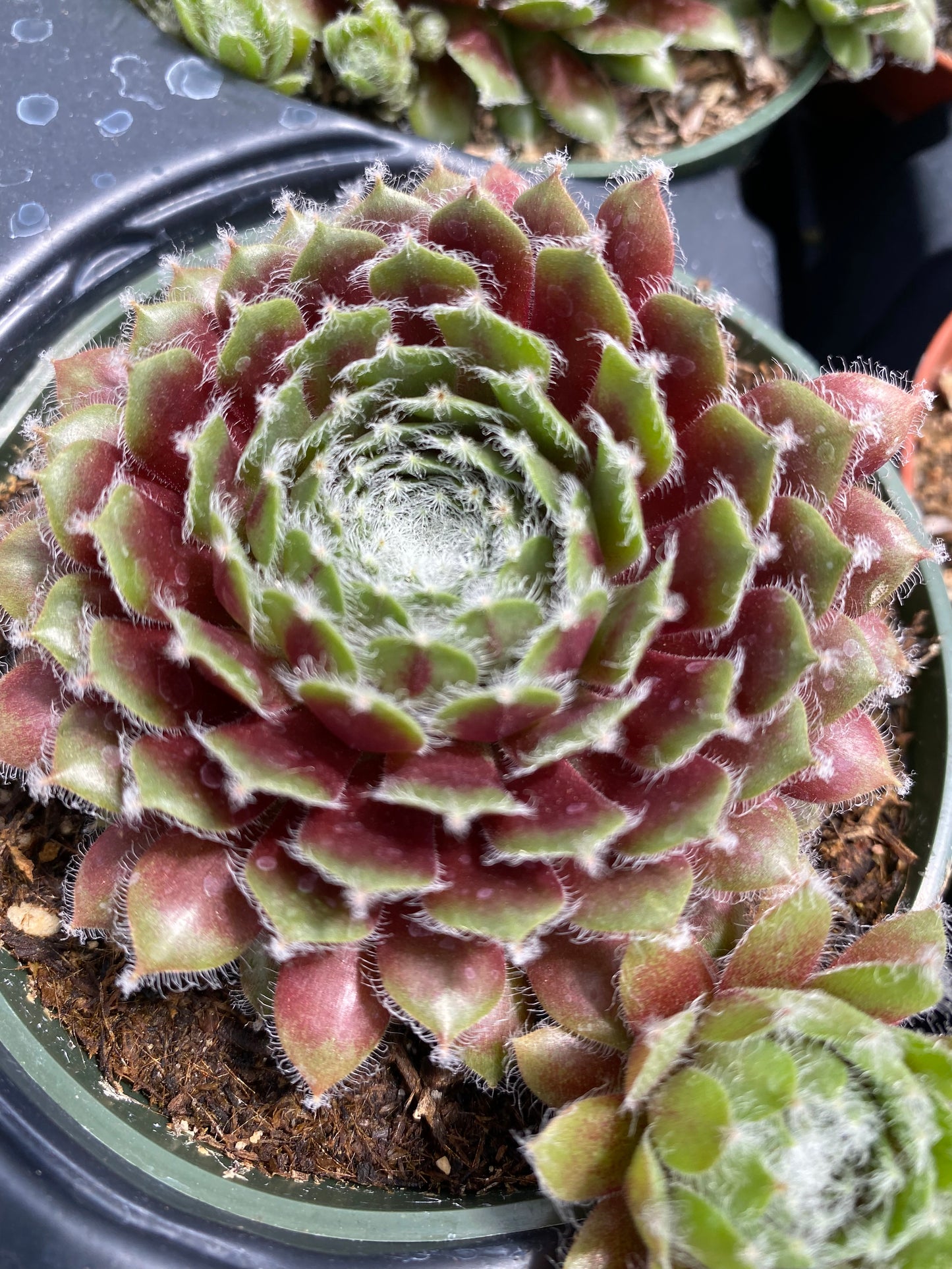 jade rose succulent Sempervivum 'Jade Rose Bud' – Succulent Gardens