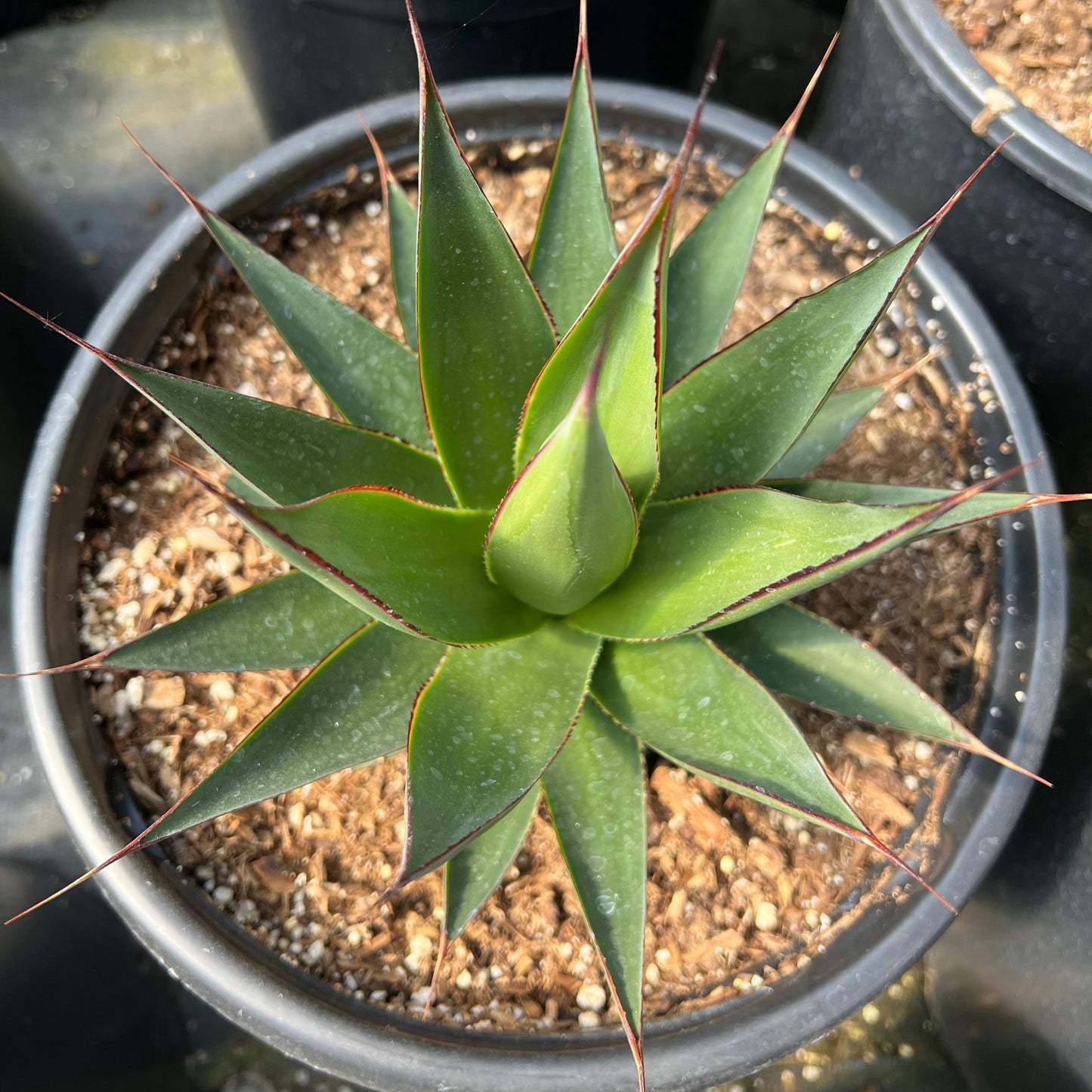 Agave 'Green Glow'