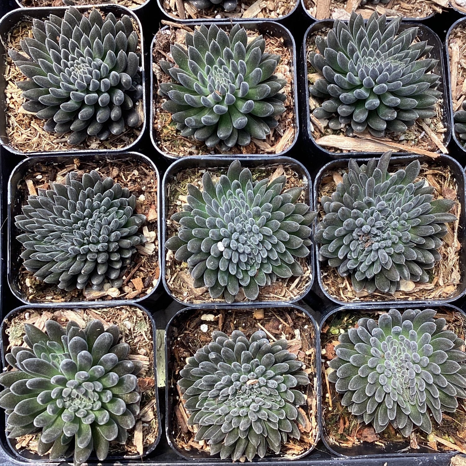 yunnanensis succulent Sinocrassula yunnanensis – Succulent Gardens