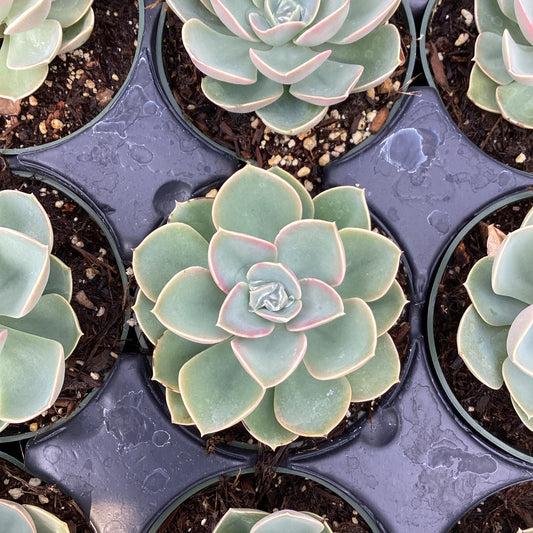 Echeveria 'Green Pearl'