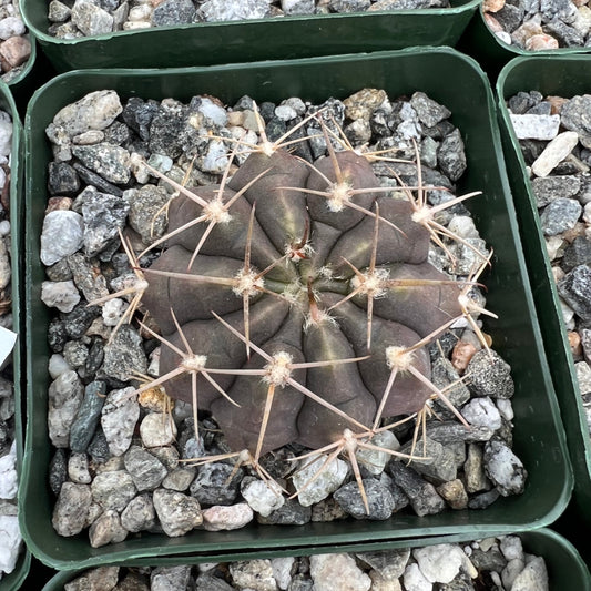 Gymnocalycium griseo-pallidum