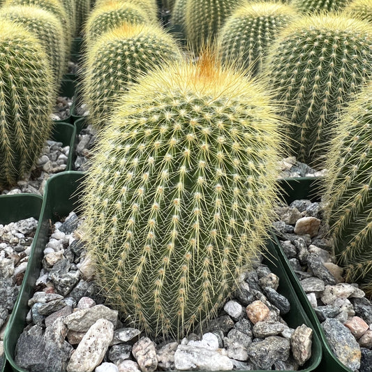 Parodia leninghausii