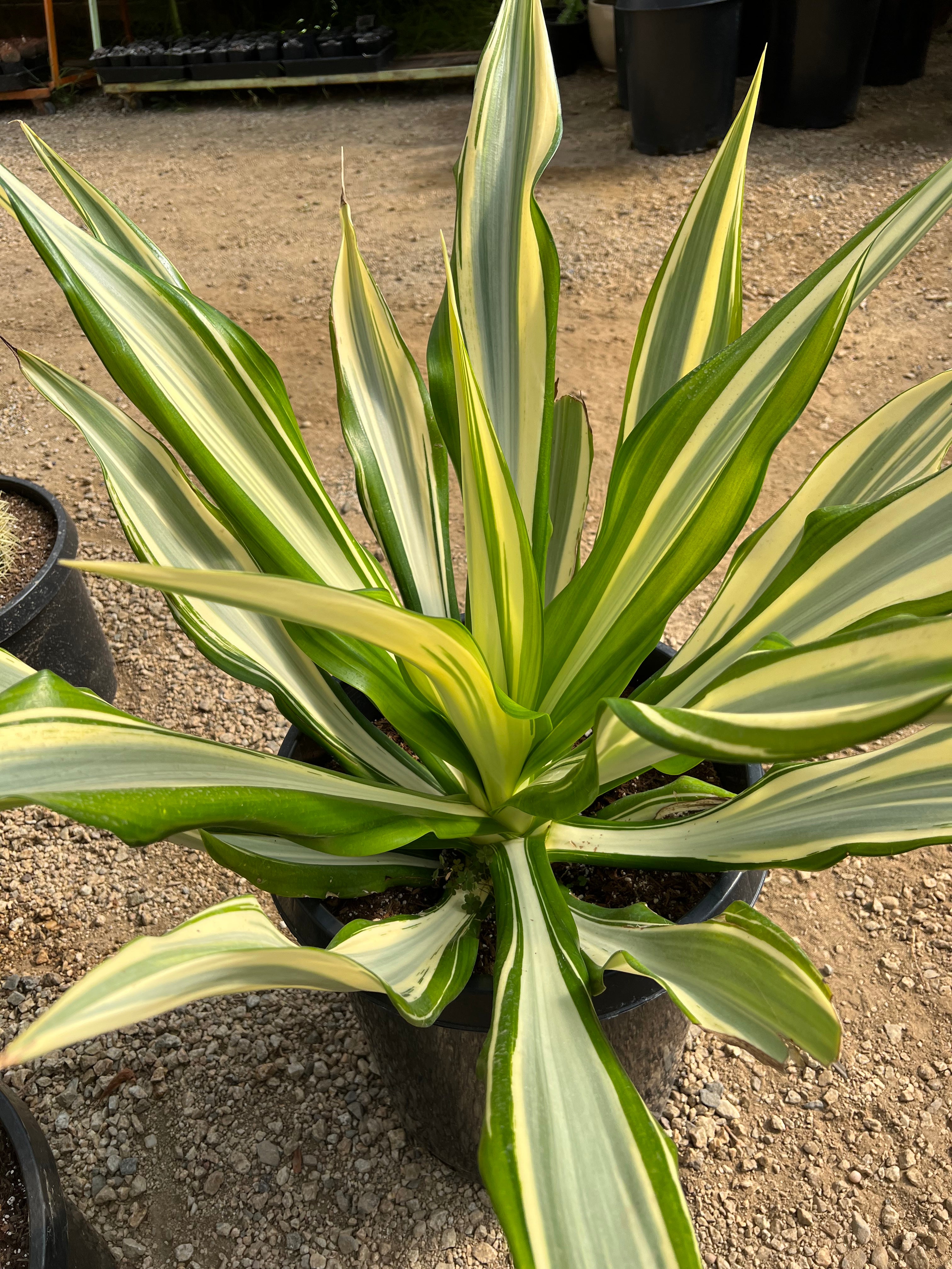 Furcraea foetida ‘Mediopicta’ – Succulent Gardens