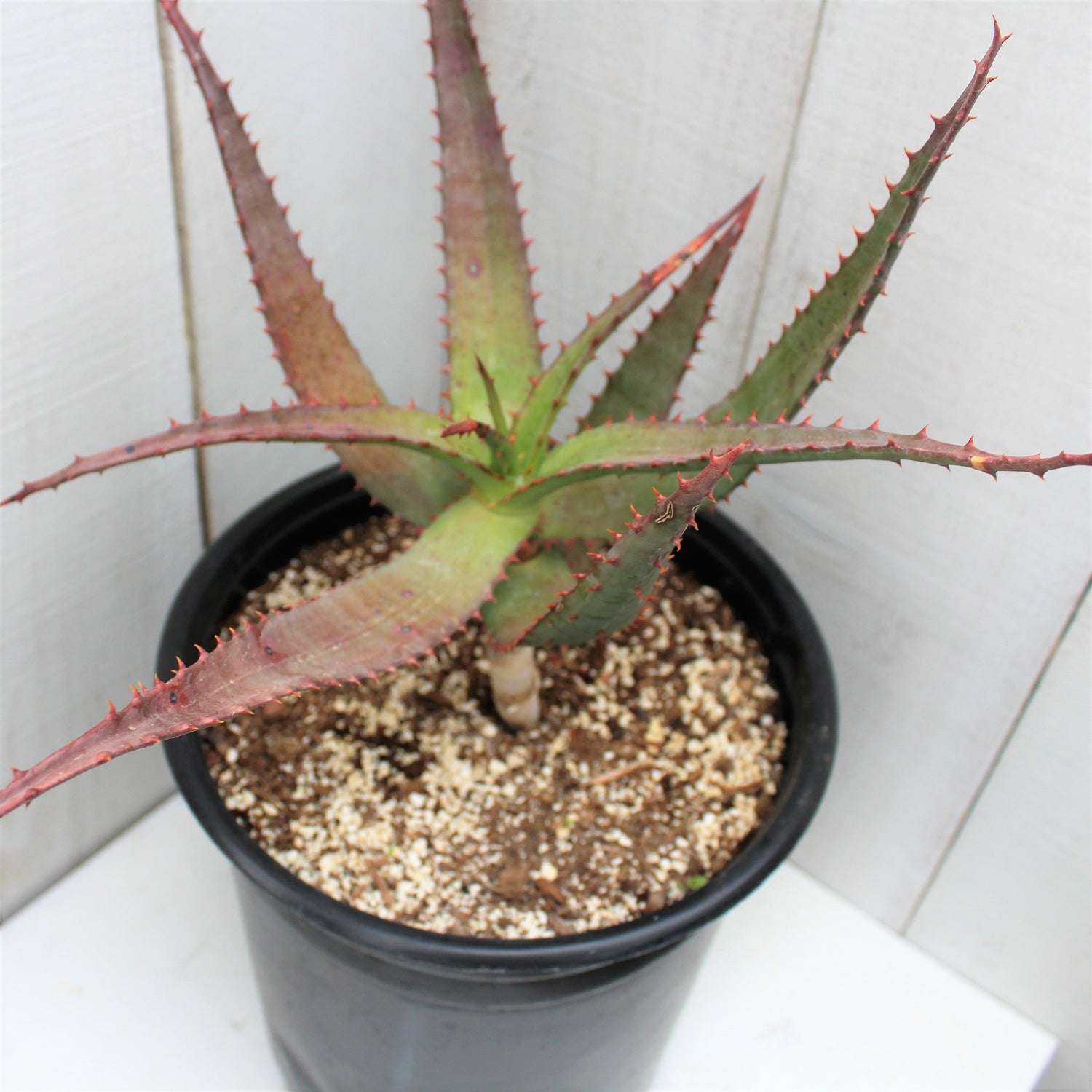 african aloe vera plant Aloe africana – Succulent Gardens