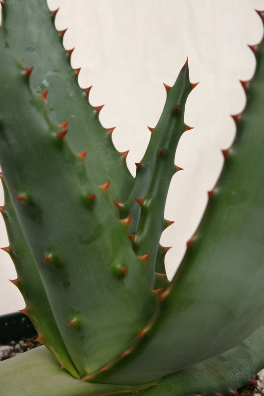 Aloe ferox