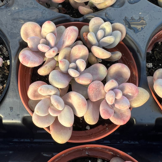 Graptopetalum amethystinum