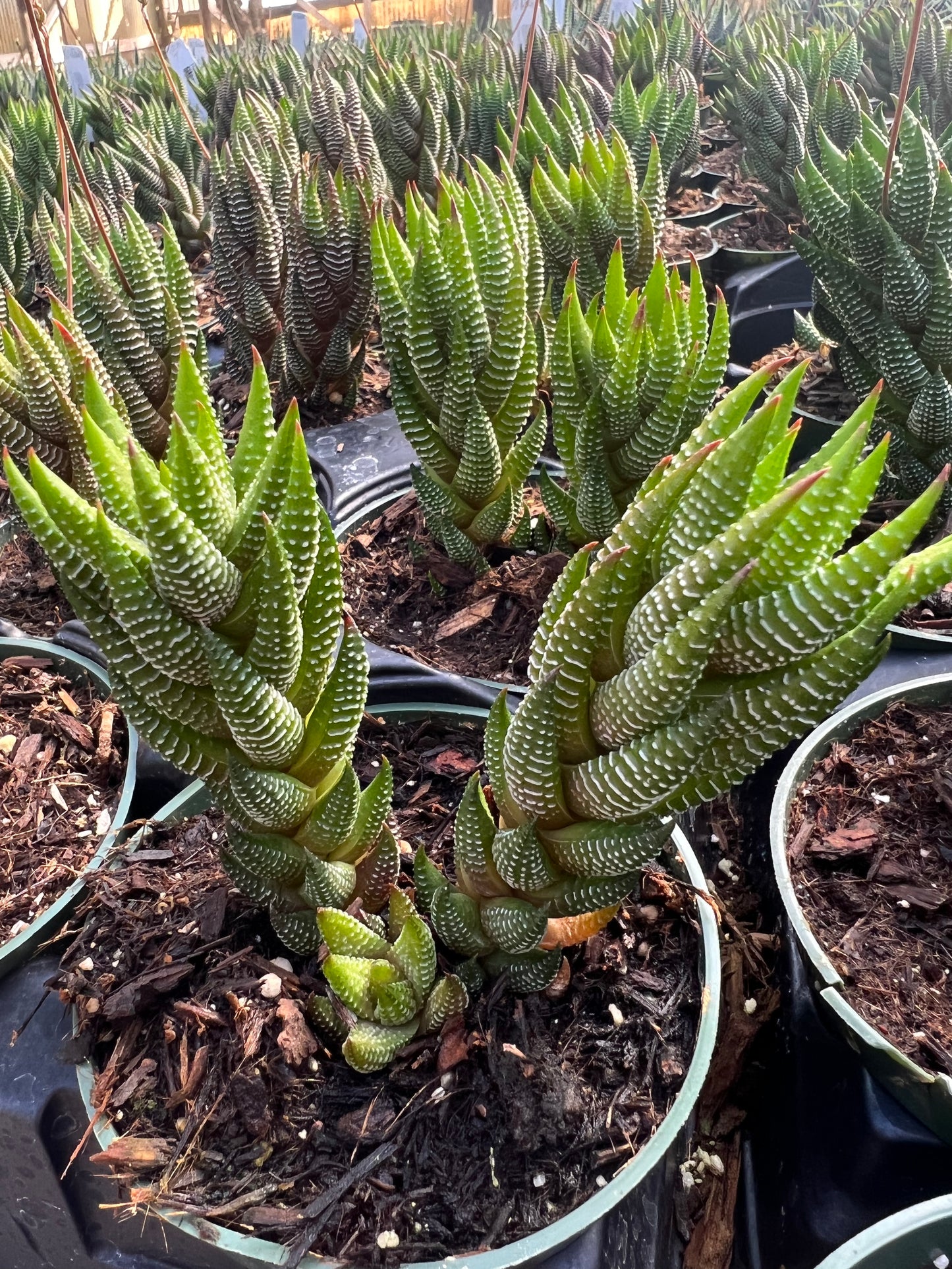 Haworthia reinwardtii