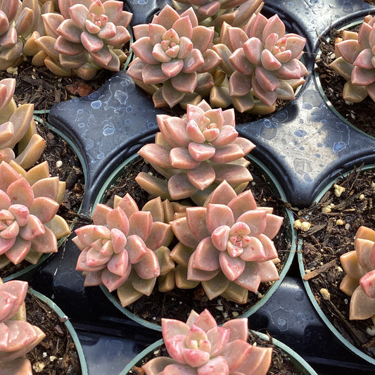 Graptosedum 'Bronze'