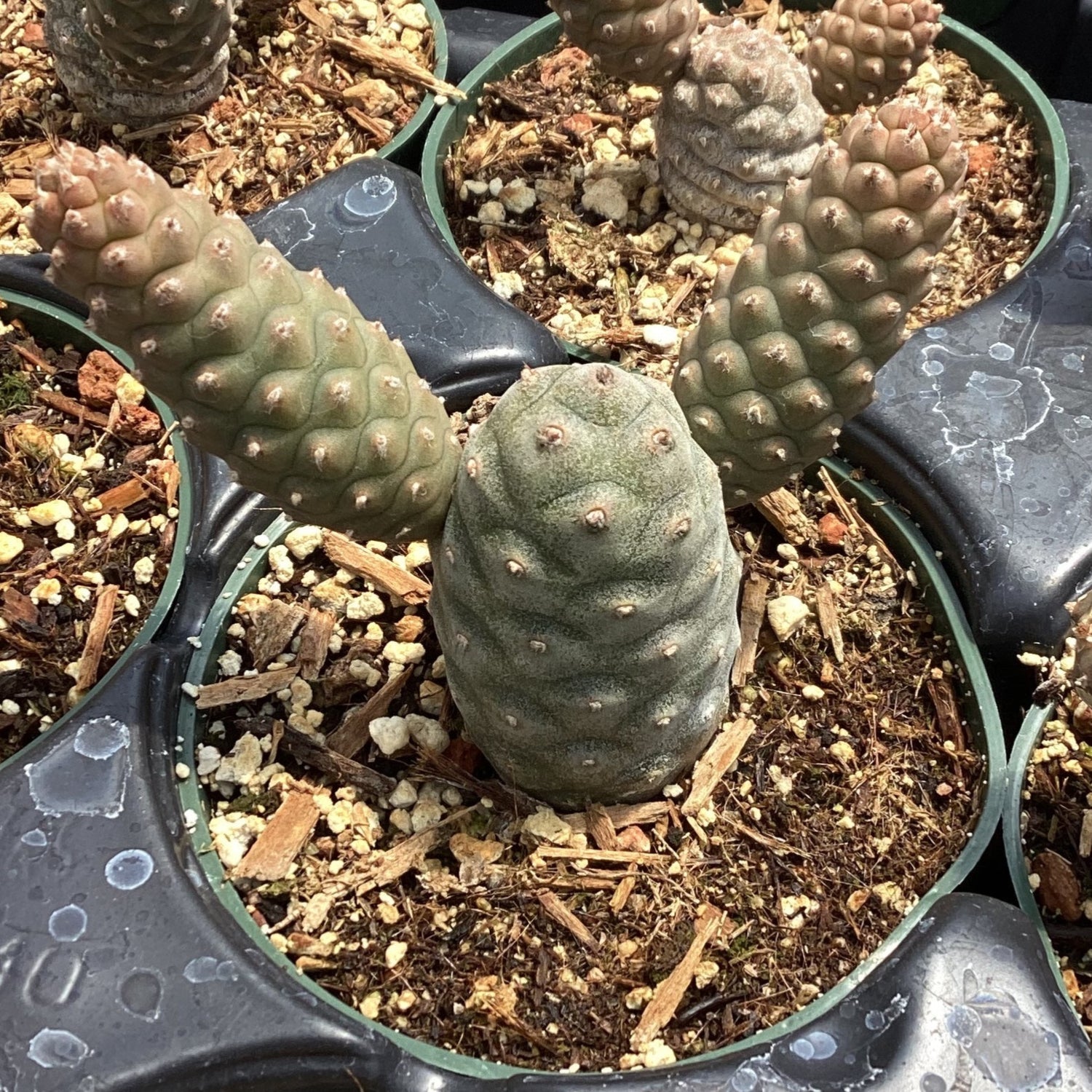 pine cone plant succulent Tephrocactus articulatus 'Pine Cone' – Succulent Gardens