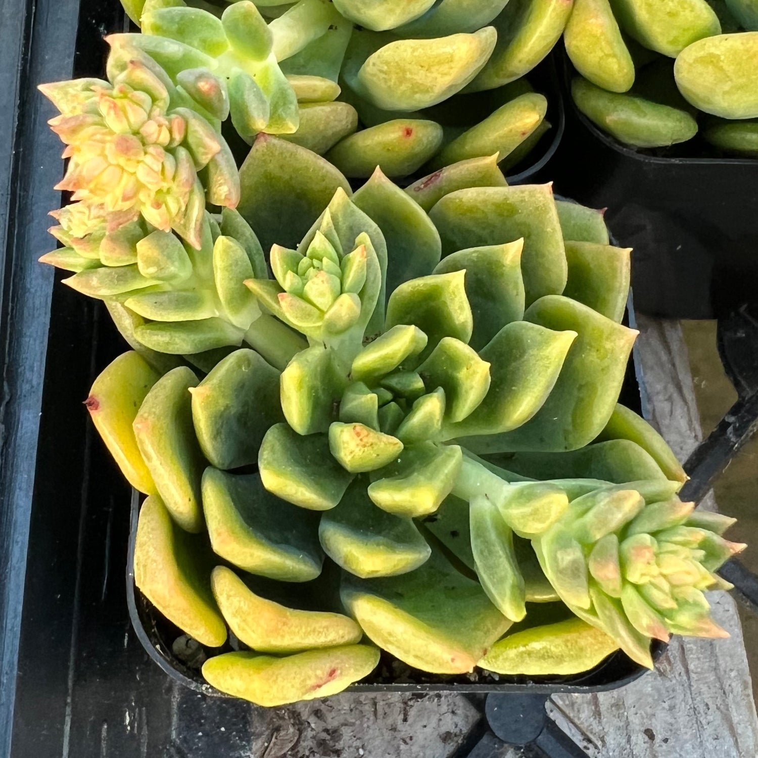 emerald succulent Sedeveria 'Emerald' – Succulent Gardens