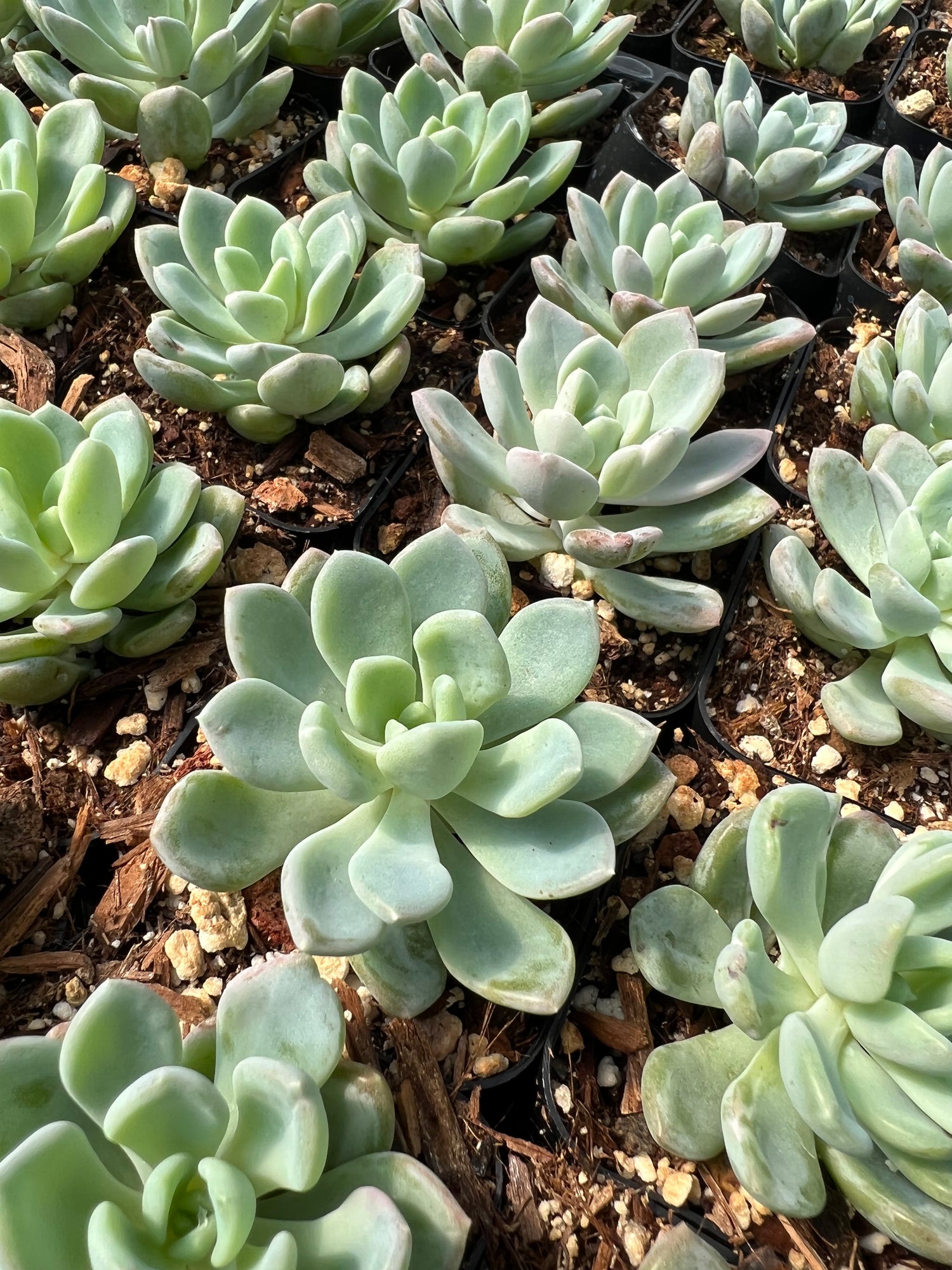 scheideckeri succulent Echeveria scheideckeri – Succulent Gardens