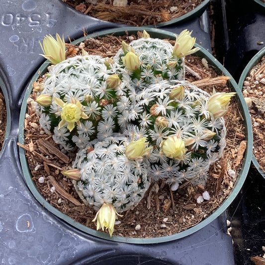 Mammillaria duwei