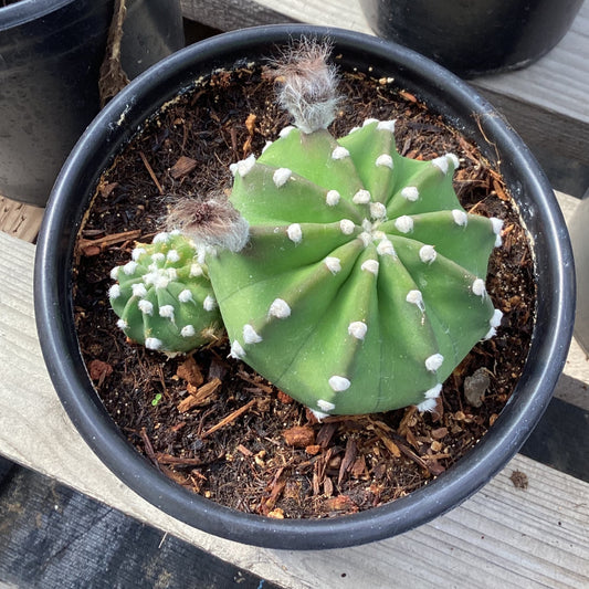 Echinopsis subdenudata