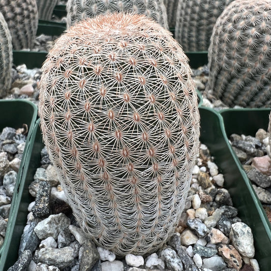 Echinocereus rigidissimus var. albiflorus