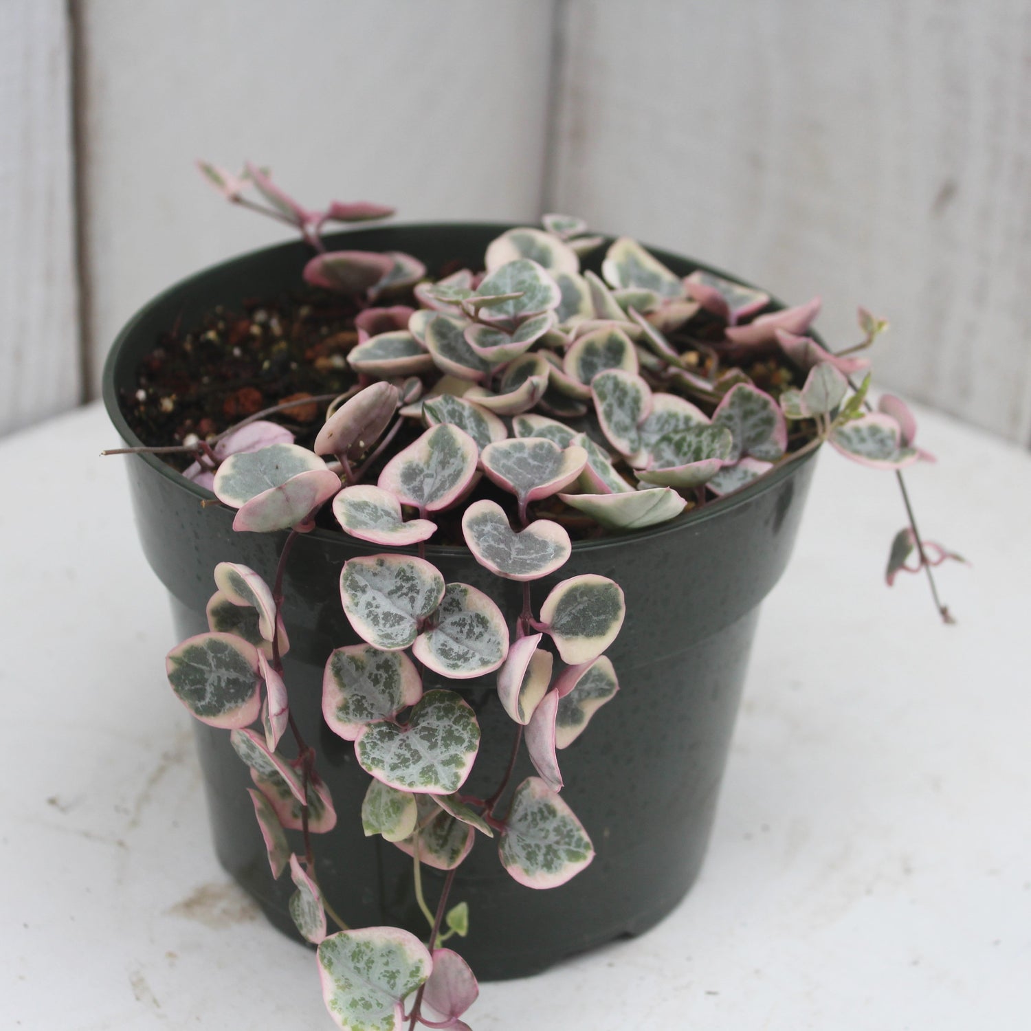succulent with spade shaped leaves Ceropegia woodii variegata – Succulent Gardens