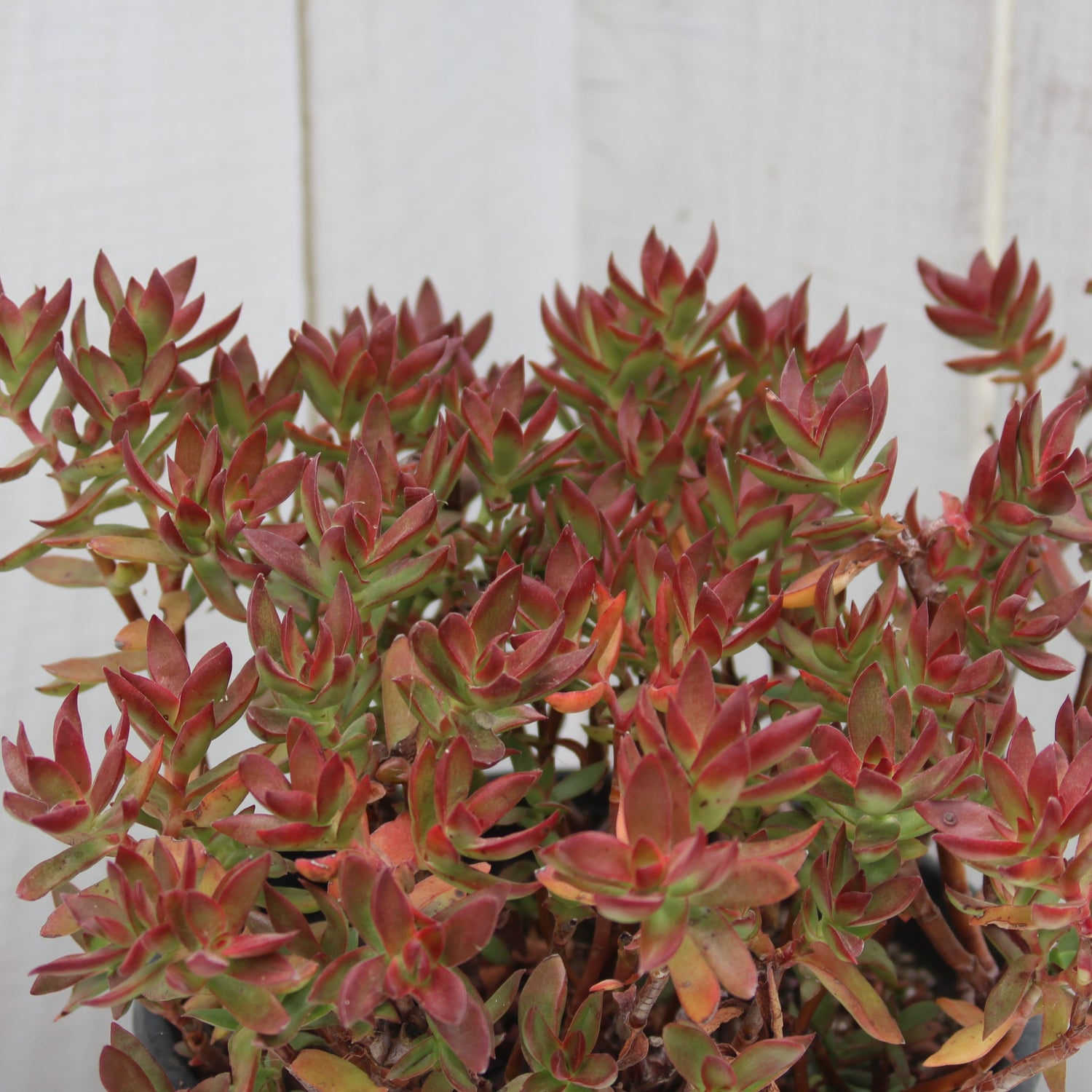 maroon succulent plants Crassula 'Burgundy' – Succulent Gardens