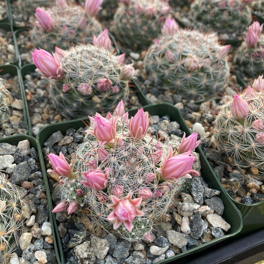 Mammillaria stampferi