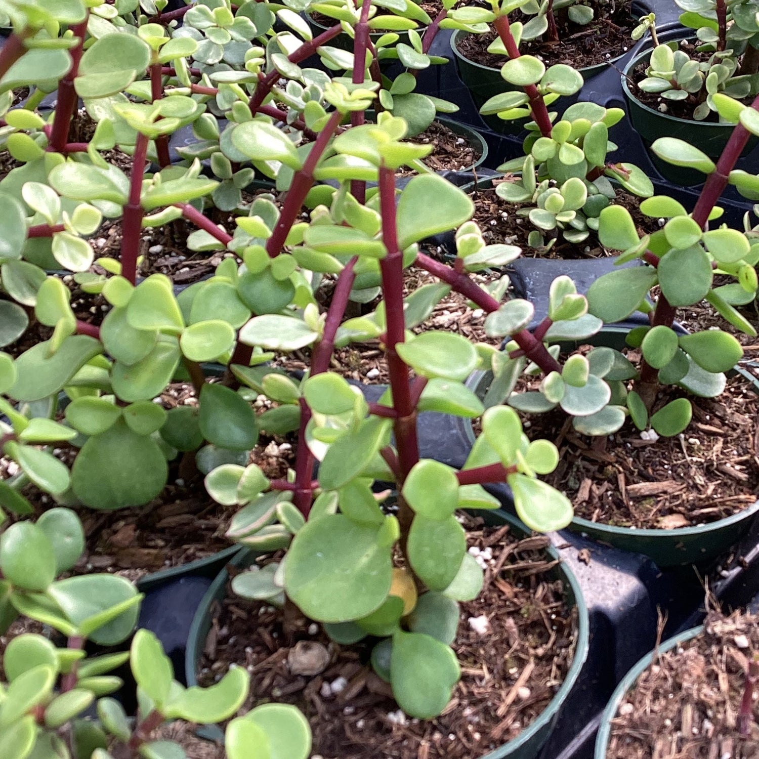 succulent portulacaria afra Portulacaria afra – Succulent Gardens