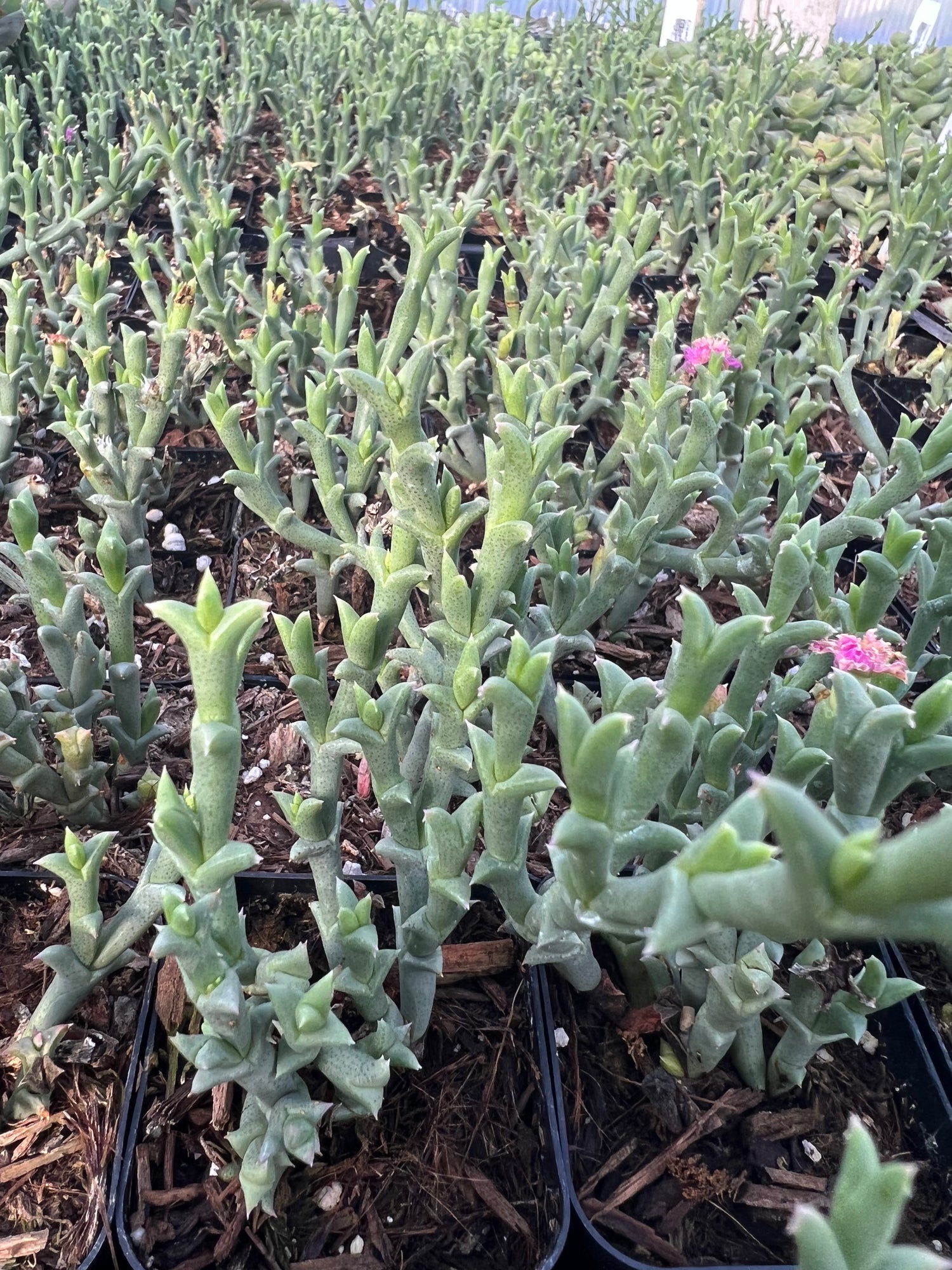 ruschia succulent Ruschia uncinata – Succulent Gardens