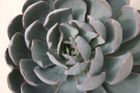 Echeveria subsessilis