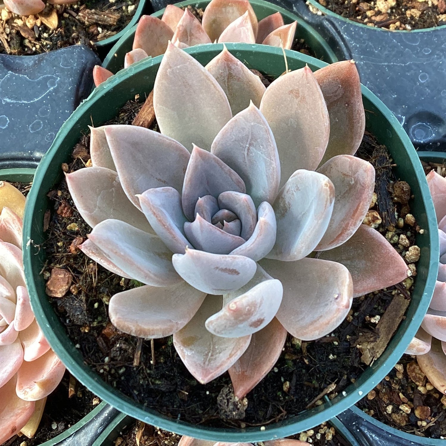 queen succulent Echeveria 'Silver Queen' – Succulent Gardens