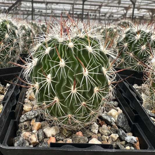 Echinofossulocactus zacatecasensis