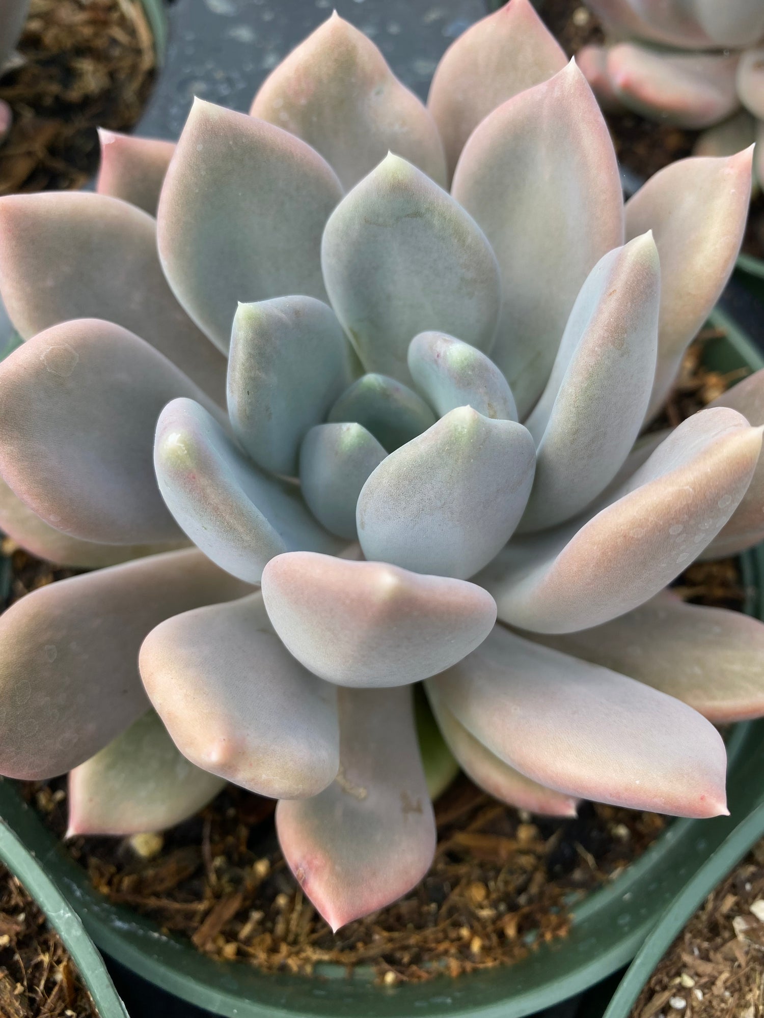 succulent pachyveria Pachyveria 'Draco' – Succulent Gardens
