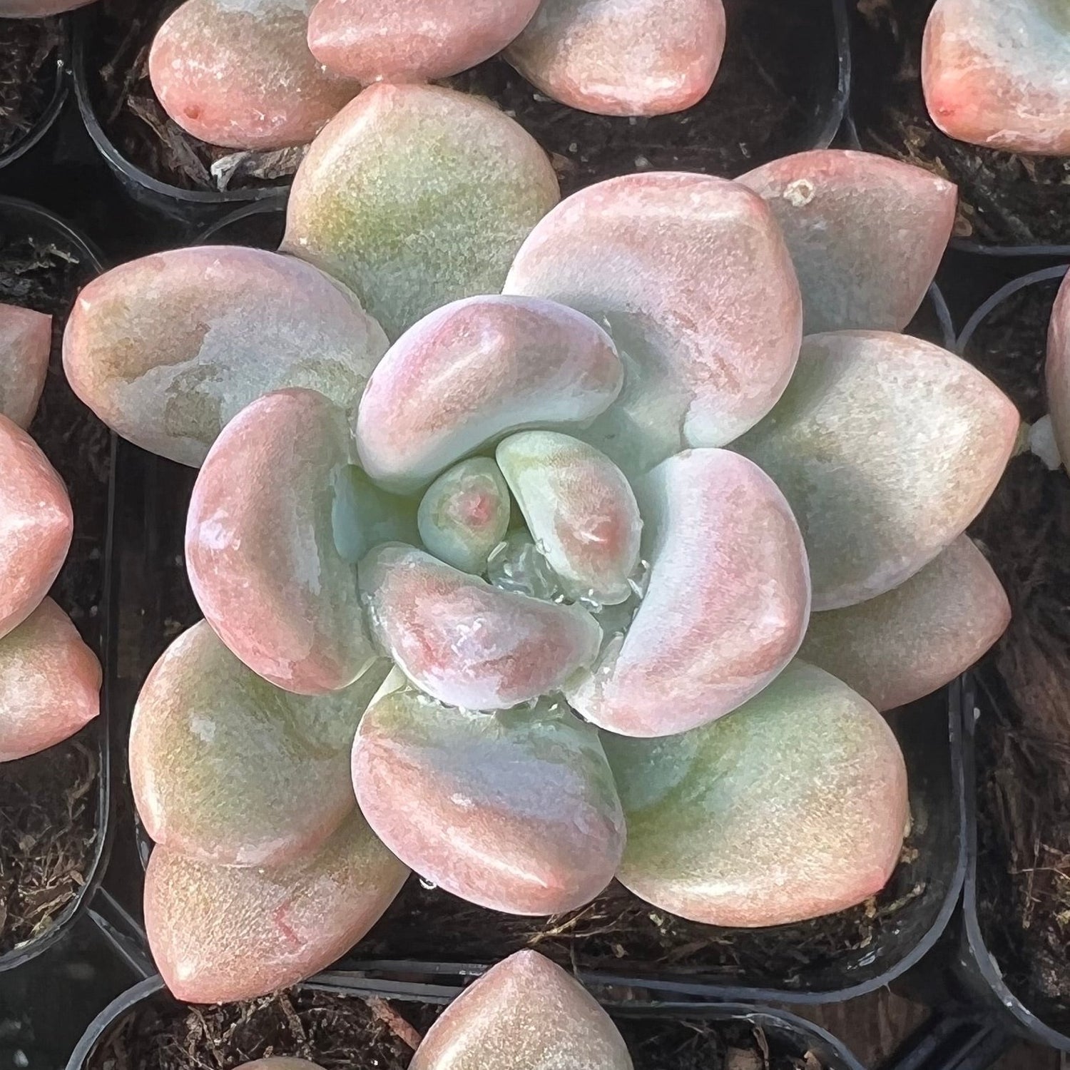opalina succulent Graptoveria 'Opalina' – Succulent Gardens